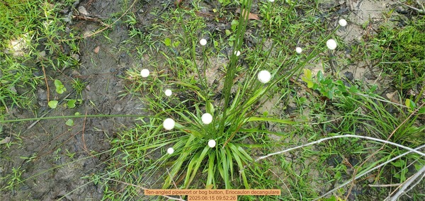 [Ten-angled pipewort or bog button, Eriocaulon decangulare, 2025:06:15 09:52:26]