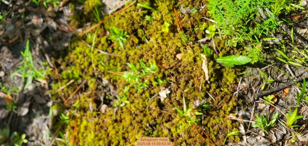 [Sphagnum moss, 2025:06:15 09:53:36]