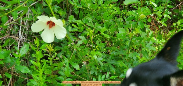 [Pineland hibiscus, Hibiscus aculeatus, and Canis familiaris, 2025:06:15 09:55:18]