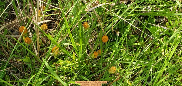 [Orange Milkwort, Polygala lutea, 2025:06:15 09:56:44]