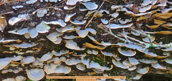 [False turkeytail, Stereum lobatum, a mushroom with no gills nor stem; grows on wood., 2025:06:15 09:58:29]