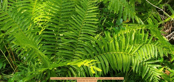 [Cinnamon Fern, Osmundastrum cinnamomeum, a classic seepage slope plant, 2025:06:15 10:01:05]
