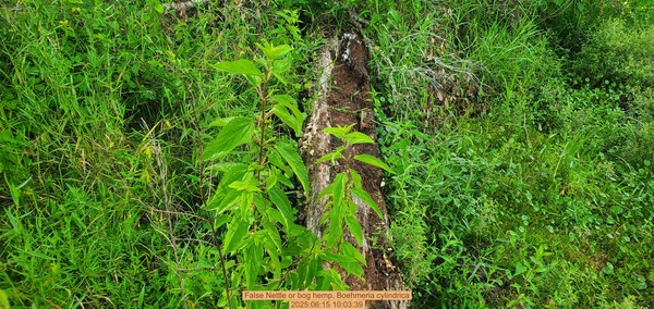 [False Nettle or bog hemp, Boehmeria cylindrica, 2025:06:15 10:03:39]