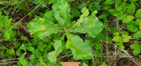 [Water oak, Quercus nigra, 2025:06:15 10:24:22]