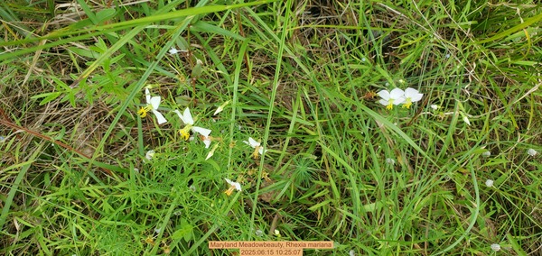 [Maryland Meadowbeauty, Rhexia mariana, 2025:06:15 10:25:07]