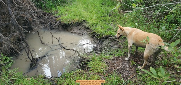 [Blondie and a rootball puddle, 2025:06:15 10:26:13]