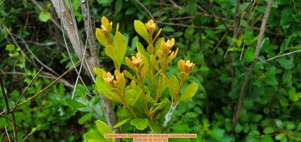 [Coastal Plain Staggerbush or poor-grub, Lyonia fruticosa, 2025:06:15 10:27:42]