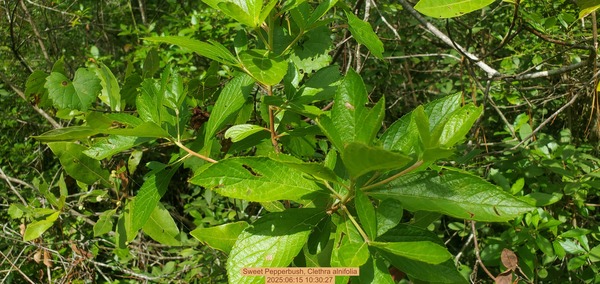 [Sweet Pepperbush, Clethra alnifolia, 2025:06:15 10:30:27]