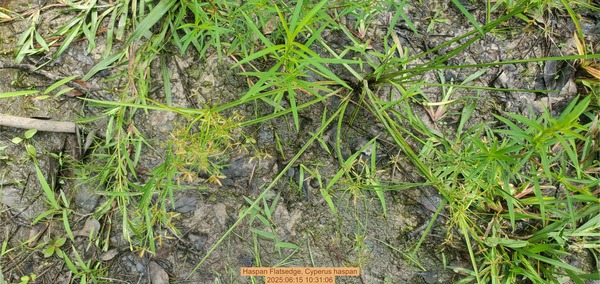 [Haspan Flatsedge, Cyperus haspan, 2025:06:15 10:31:06]