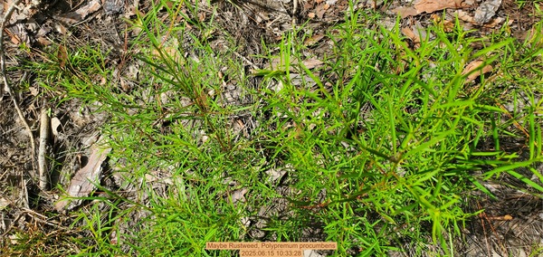 [Maybe Rustweed, Polypremum procumbens, 2025:06:15 10:33:28]