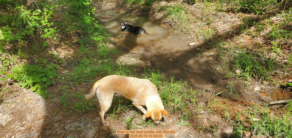 [River in her mud puddle, with Blondie, 2025:06:15 10:38:29]