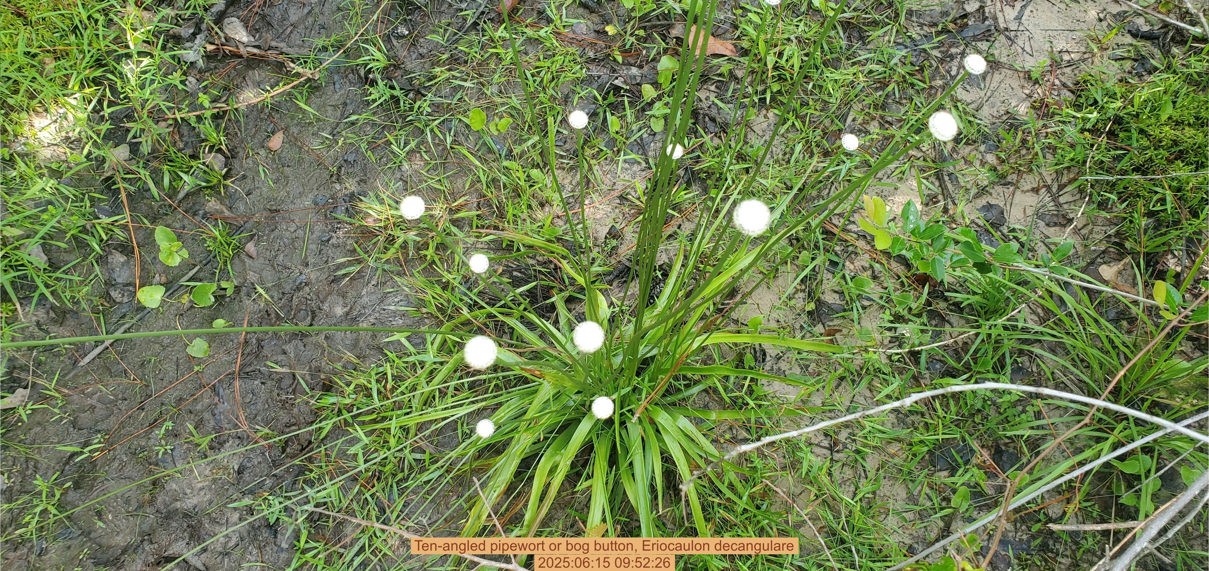 Ten-angled pipewort or bog button, Eriocaulon decangulare, 2025:06:15 09:52:26