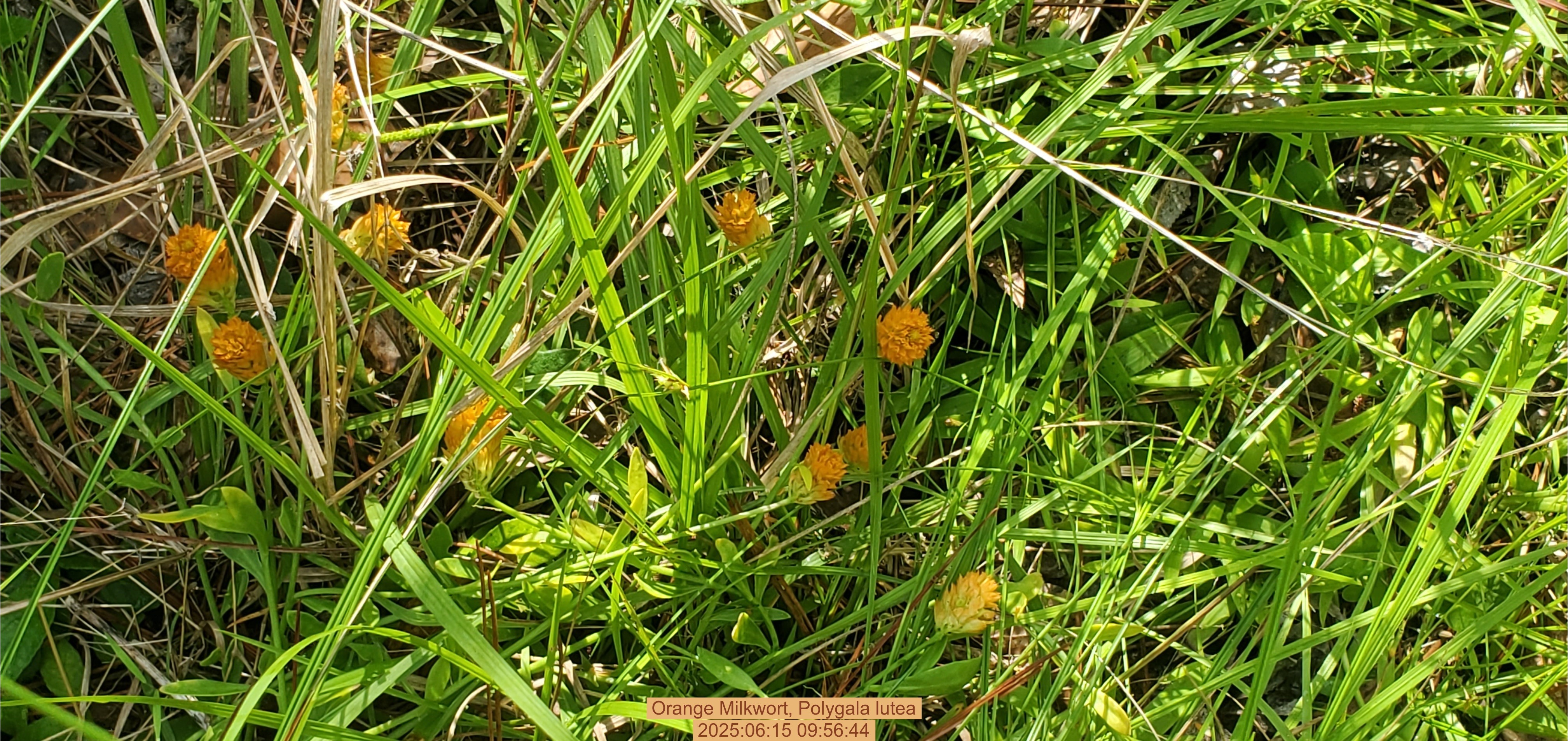 Orange Milkwort, Polygala lutea, 2025:06:15 09:56:44