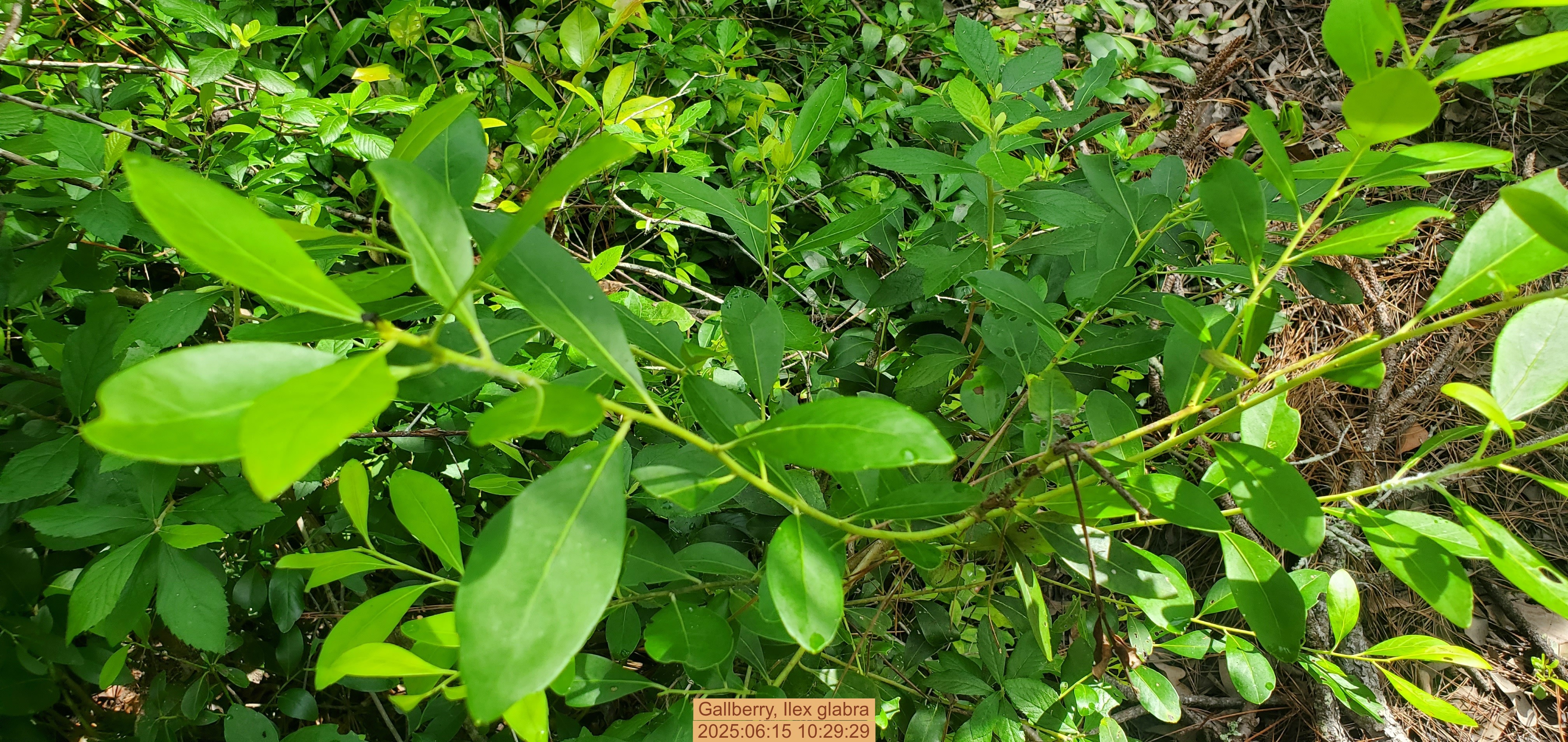 Gallberry, Ilex glabra, 2025:06:15 10:29:29