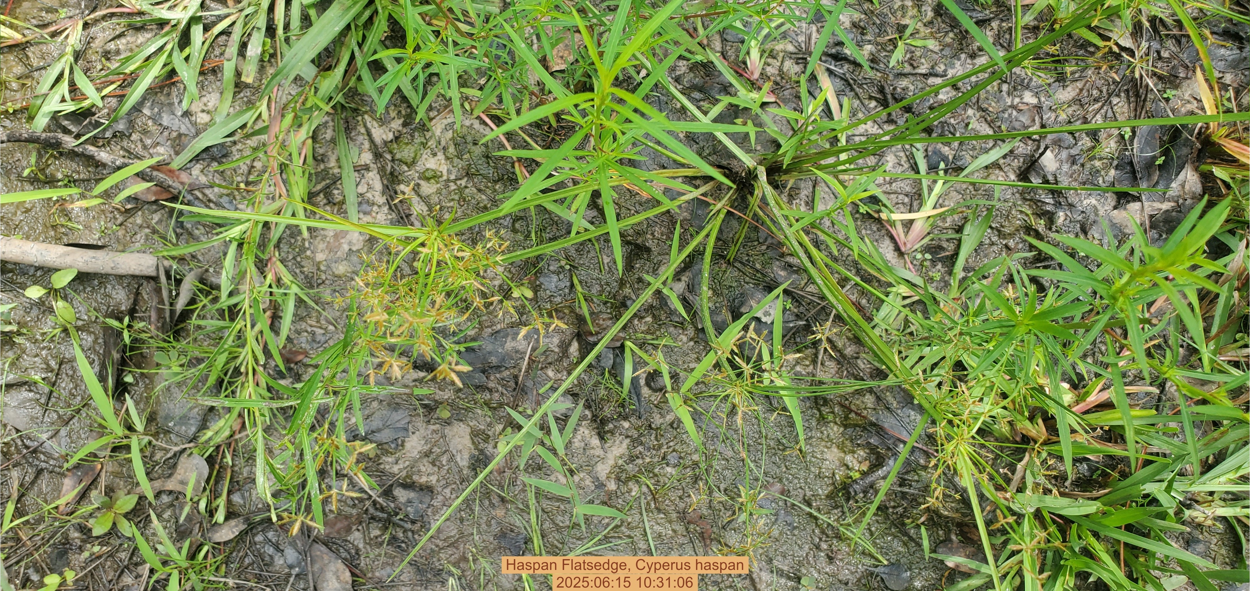 Haspan Flatsedge, Cyperus haspan, 2025:06:15 10:31:06