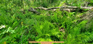 [Cinnamon fern growing where Hurricane Helene knocked down trees, 2025:06:15 10:01:09]