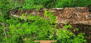 [False Nettle growing from decay of a deadfall, 2025:06:15 10:04:30]