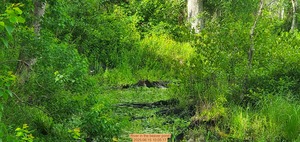 [River in the beaver pond, 2025:06:15 10:05:17]