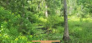 [Movie: Gretchen and River emerging at the beaver pond, 2025:06:15 10:05:45]