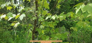 [Red maple, Acer rubrum, and Spanish Moss, Tillandsia usneoides, 2025:06:15 10:06:42]