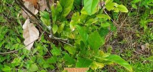 [Swamp Bay, Persea palustris, 2025:06:15 10:23:50]