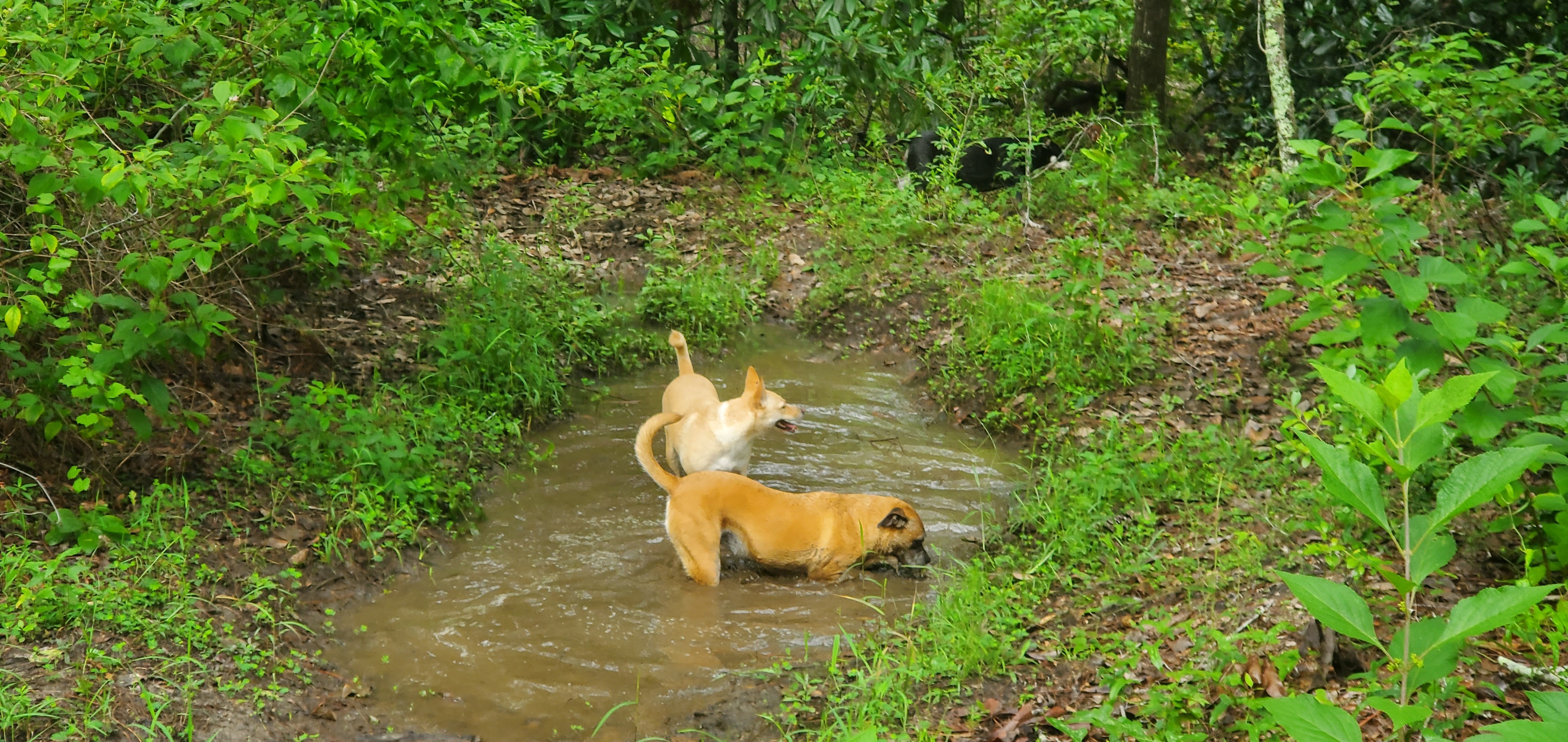 Blondie, Honeybun, River