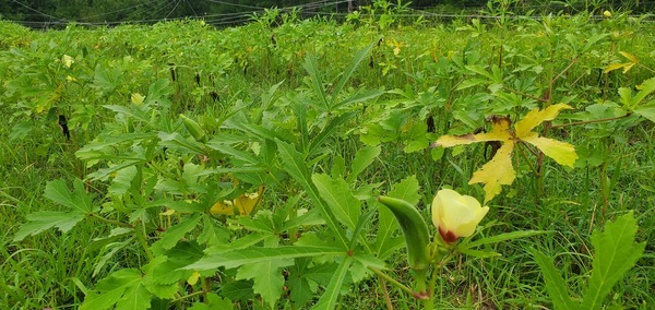[Okra bloom and pods]