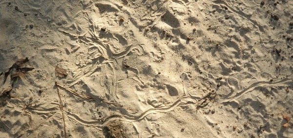 [Squiggle tracks]