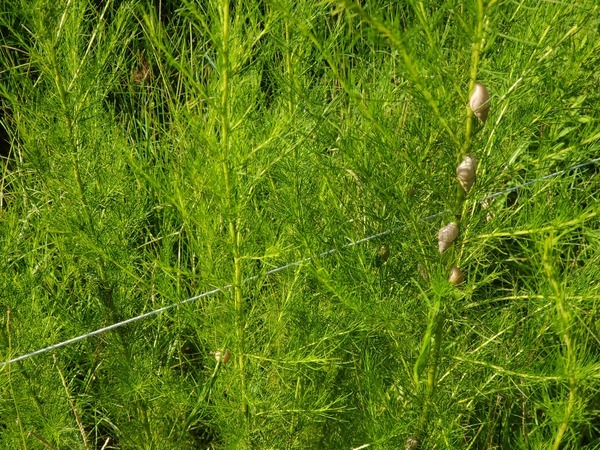 [Snails on dog fennel]