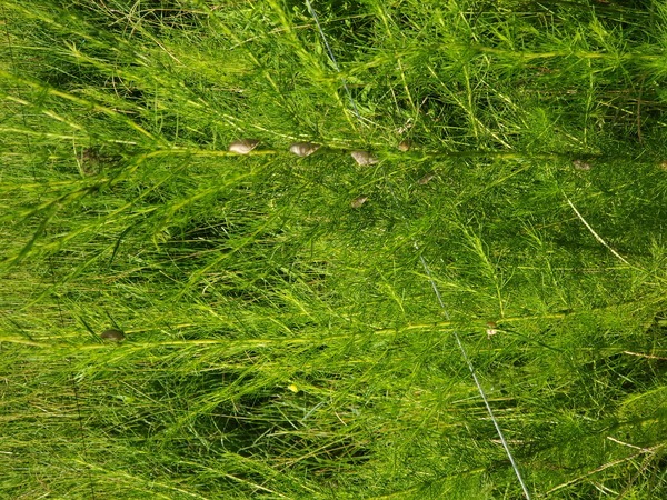[More snails on dog fennel]