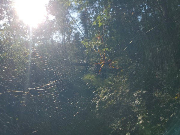 [Two spiders]