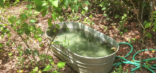 [Movie: Dragonfly drinking (34M)]