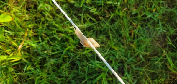 [Slug with a shell]