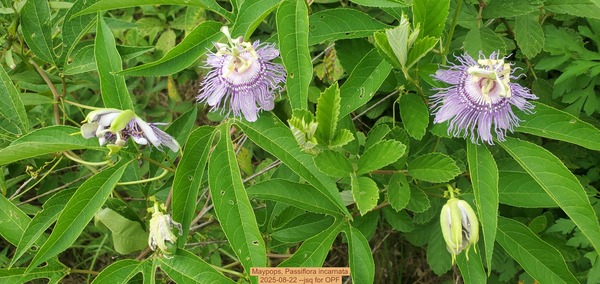 [Maypops, Passiflora incarnata]