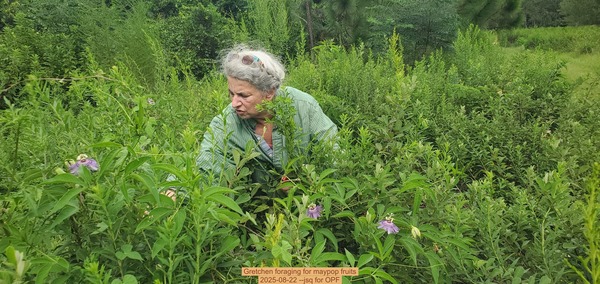 [Gretchen foraging for maypop fruits]