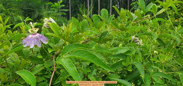[Maypops on blackberry bushes, Rubus occidentalis]
