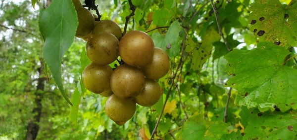 [Ripe grapes on the vine]