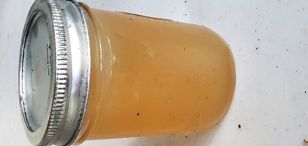 [Scuppernong grape jelly]