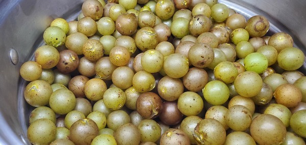 [Picked scuppernongs]