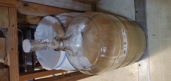 [Scuppernongs in wine carboy]