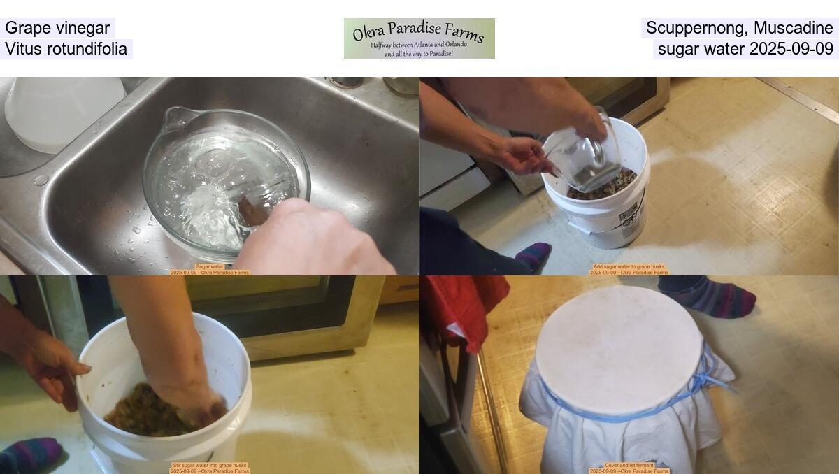 [Grape vinegar, Scuppernong, Muscadine, Vitus rotundifolia, sugar water 2025-09-09]