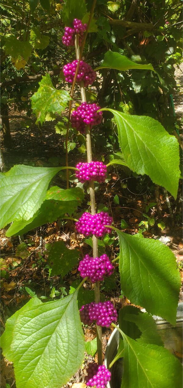 [Beautyberries, Callicarpa americana]