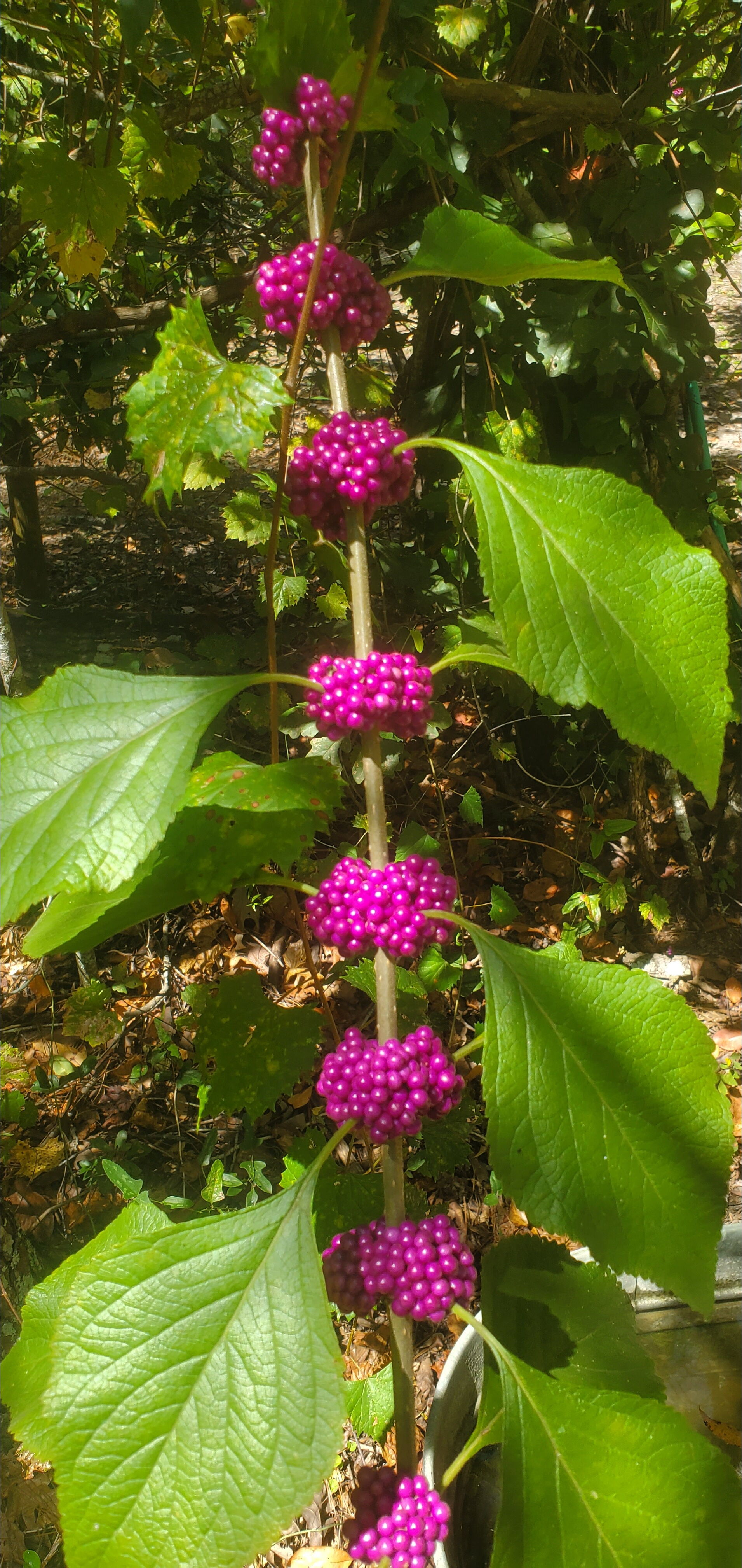 Beautyberries, Callicarpa americana