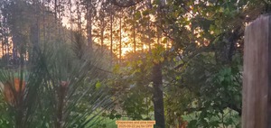 [Grapevines and pine trees, 2025-09-22 jsq for OPF]