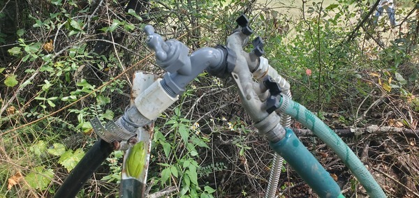 [Frog on spigot post]