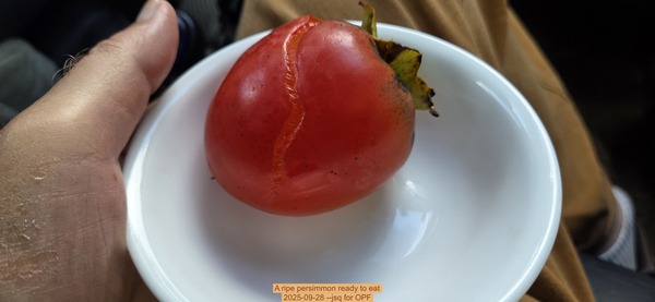 [A ripe persimmon ready to eat, 2025-09-28 --jsq for OPF]