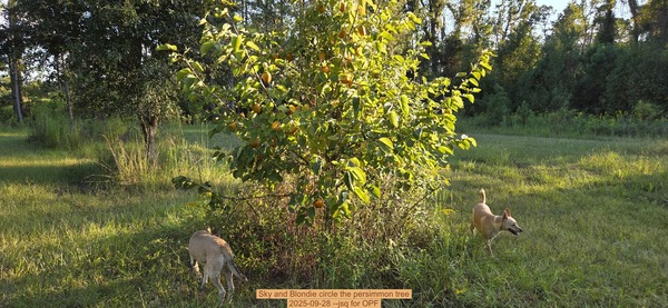 [Sky and Blondie circle the persimmon tree, 2025-09-28 --jsq for OPF]
