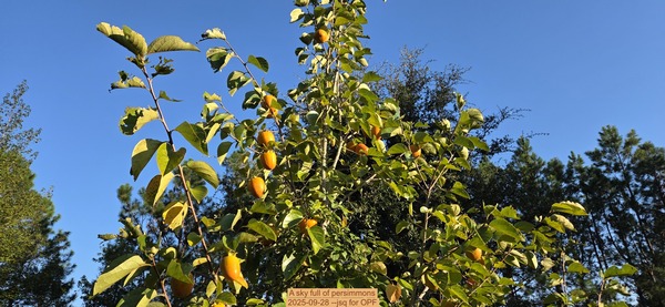 [A sky full of persimmons, 2025-09-28 --jsq for OPF]