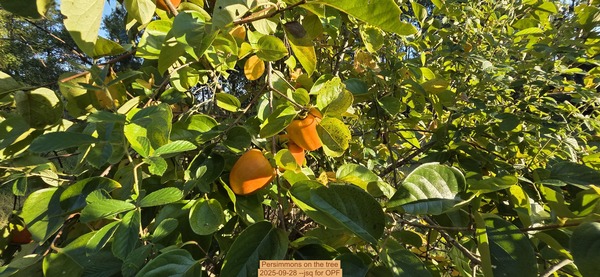 [Persimmons on the tree, 2025-09-28 --jsq for OPF]