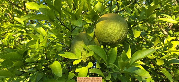 [Some kind of bitter citrus, 2025-09-28 --jsq for OPF]
